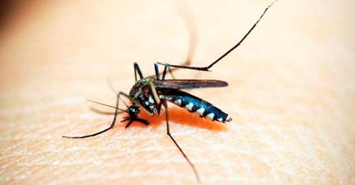 COMBATE A DENGUE EM BRAGANÇA PAULISTA